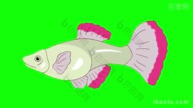 <strong>大红</strong>色孔雀鱼水族馆鱼漂浮在水族馆动画循环运动图形孤立在绿色屏幕