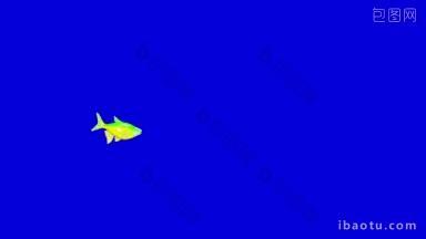 <strong>小</strong>黄<strong>绿色</strong>的水族鱼漂浮在水族箱<strong>动画</strong>循环运动图形孤立在蓝色屏幕上
