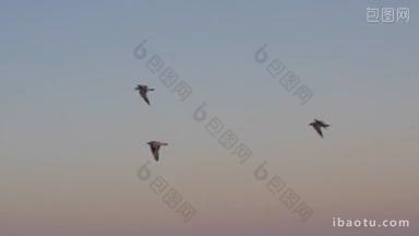 慢动作拍摄的三只海鸥在傍晚的天空飞翔，鸟儿给人自由的感觉