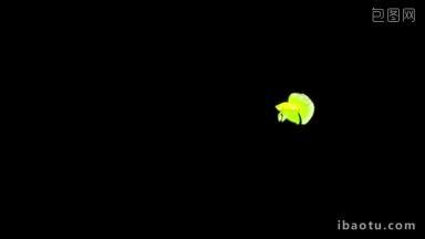 小绿色水族馆小公鸡鱼漂浮在一个水族馆动画循环运动图形与alpha频道
