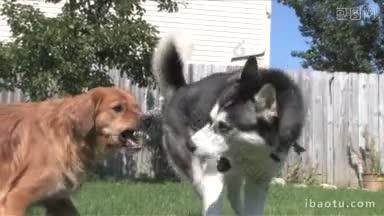 一只西伯利亚哈士奇和金毛猎犬在郊区的后院一起玩耍