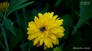 一只大黄蜂在一朵花上工作，然后<strong>飞</strong>走了