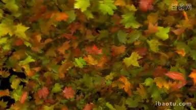 秋叶过渡包括哑光