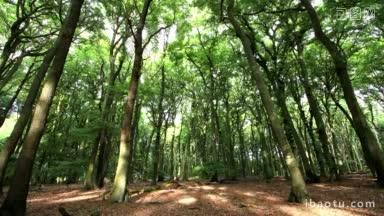 德国森林的晨光在树干、树枝和树叶上的<strong>时间</strong>推移的总拍摄<strong>运动</strong>是固定的