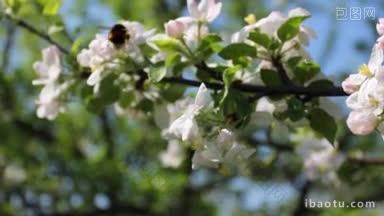 大黄蜂从一个白色苹果花飞到另一个特写镜头