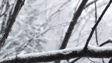 降雪和树木