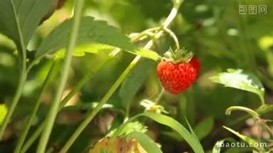 儿童在小农农场采摘新鲜草莓特写