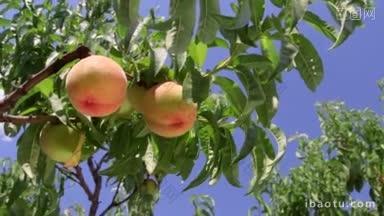成熟的桃子在树枝上对着蓝天拍锅