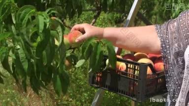 在果园里收割桃子的女园丁