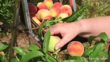 近景中，果园里的女园丁正在收割桃子