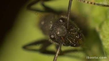 移动中的黑蚂蚁的微距特写