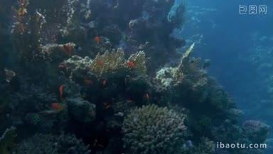 在大珊瑚礁附近游泳的慢动作和小橙色鱼在那里游泳