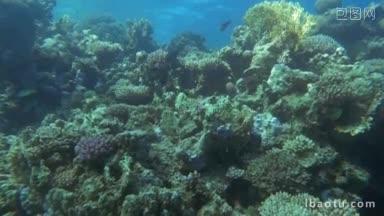 慢动作的海底拍摄不同的鱼游泳在大珊瑚礁
