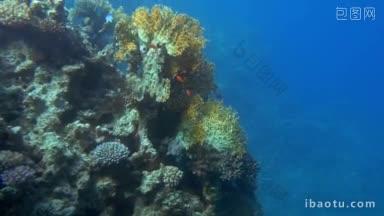 慢动作的水下镜头，鱼群小橙色的鱼游泳在珊瑚礁