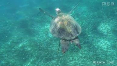 慢镜头的大海龟在清澈的蓝色大海中游泳，它的壳在阳光的照耀下闪闪发光