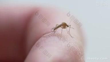 蚊子在手上行走的微距特写