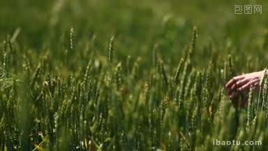 年轻的女子走在阳光下绿色的麦田，轻轻地触摸麦穗