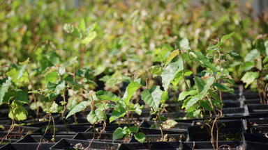 培养松树幼苗种植种子日益增长的松
