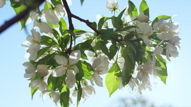 苹果开花明亮的太阳特写镜头苹果花花园
