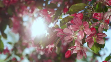美丽的樱桃树盛开的金太阳视图樱桃花