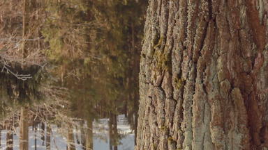 橡木树冬天树冬天森林特写镜头树树干树树皮