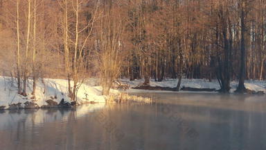 河冬天森林冬天河有雾的河冬天森林森林树