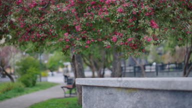 春天开花城市公园粉红色的树花宁静的春天开花