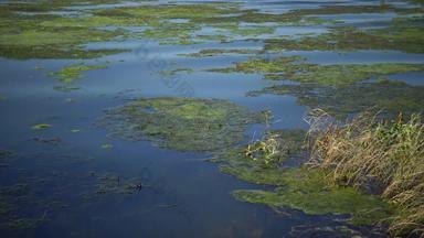盐湖杂草丛生的藻类cladophora西瓦申西斯小苍蝇蒂利古尔斯基河口乌克兰黑色的海