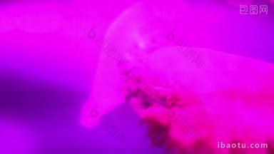 水族馆海洋动物鱼类水母实拍4k