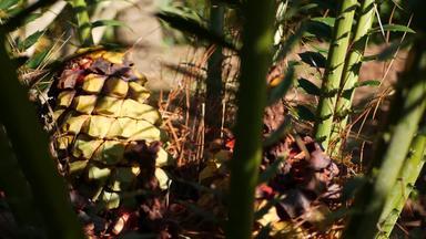 苏铁属植物蕨类植物叶子森林加州美国绿色新鲜的多汁的自然植物叶子encephalartos扎米亚科dioon棕榈郁郁葱葱的树叶热带丛林热带雨林森林大气花园设计