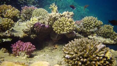 生活珊瑚礁静态<strong>视频</strong>珊瑚礁红色的海阿布配音美丽的<strong>水</strong>下景观热带鱼珊瑚埃及