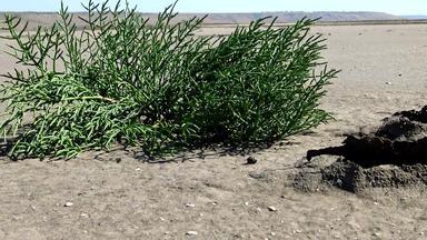 蓬子欧洲公司常见的欧洲海蓬子欧洲海蓬子halophytic年度双子叶植物生长区潮间带盐沼泽库亚尔尼克河口乌克兰