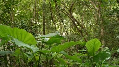 <strong>绿色植物</strong>丛林热带<strong>绿色植物</strong>日益增长的森林阳光明媚的一天自然神奇的风景热带雨林野生植被怪物藤本植物深热带森林无人机视图