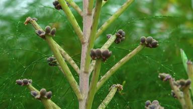 特写镜头小植物叶子多汁的植物长寿大叶植物繁殖机动化的多莉滑块拍摄