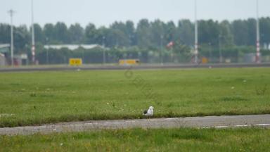 海鸥阿姆斯特丹机场