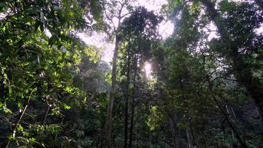平移绿色树热带雨林<strong>马来西亚</strong>