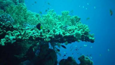 珠宝仙女basslet假单胞菌鳞状螨物种鱼游泳珊瑚礁红色的海埃及