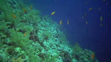 珠宝仙女basslet假单胞菌鳞状螨物种鱼游泳珊瑚礁红色的海埃及