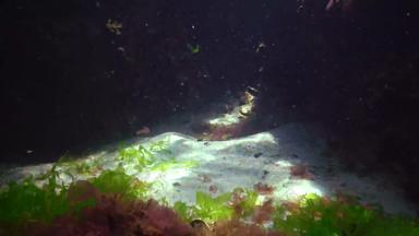 美丽的太阳眩光桑迪海底seaweed-covered石头黑色的海