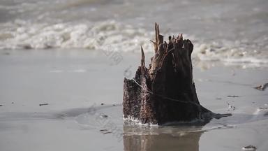 湿树树干破碎海洋波热带海滩岛海天气权力自然背<strong>景洪</strong>水飙升沿海区域