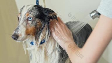 可爱的狗洗专业美容师兽医诊所