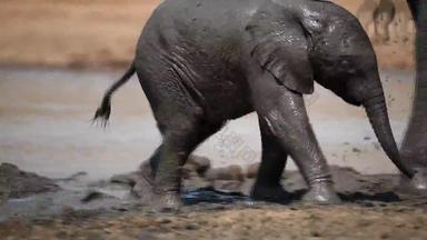 大象小腿玩泥