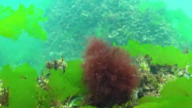 藻类黑色的海绿色藻类polysiphonia铈石莼浒苔海底黑色的海