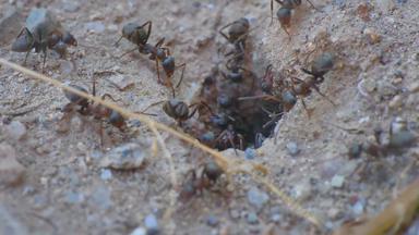 蚂蚁巢洞帧/秒帧/秒