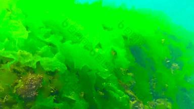 藻类黑色的海绿色藻类石莼浒苔海底黑色的海