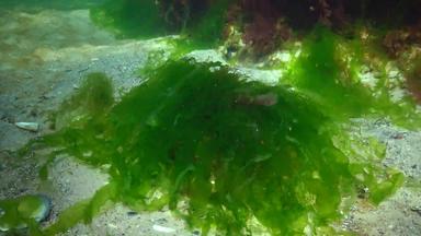 红色的绿色棕色（的）藻类海底黑色的海porphyra浒苔石莼水下景观黑色的海