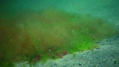 水下景观黑色的海绿色红色的棕色（的）藻类海底太阳藻类摆动风暴