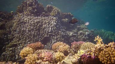 生活珊瑚礁静态视频珊瑚礁红色的海阿布配音美丽的水下景观热带鱼珊瑚埃及