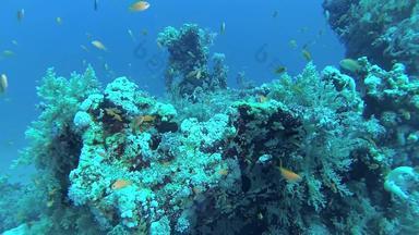 珊瑚礁红色的海阿布配音美丽的水下景观热带鱼珊瑚生活珊瑚礁埃及