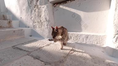 流浪猫希腊梳理脸爪子